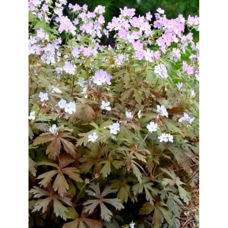 bodziszek plamisty (Geranium maculatum) Espresso- Świat bylin - sklep internetowy