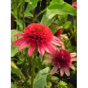 jeżówka (Echinacea x) Sunny Days™ Ruby- Świat bylin - sklep internetowy