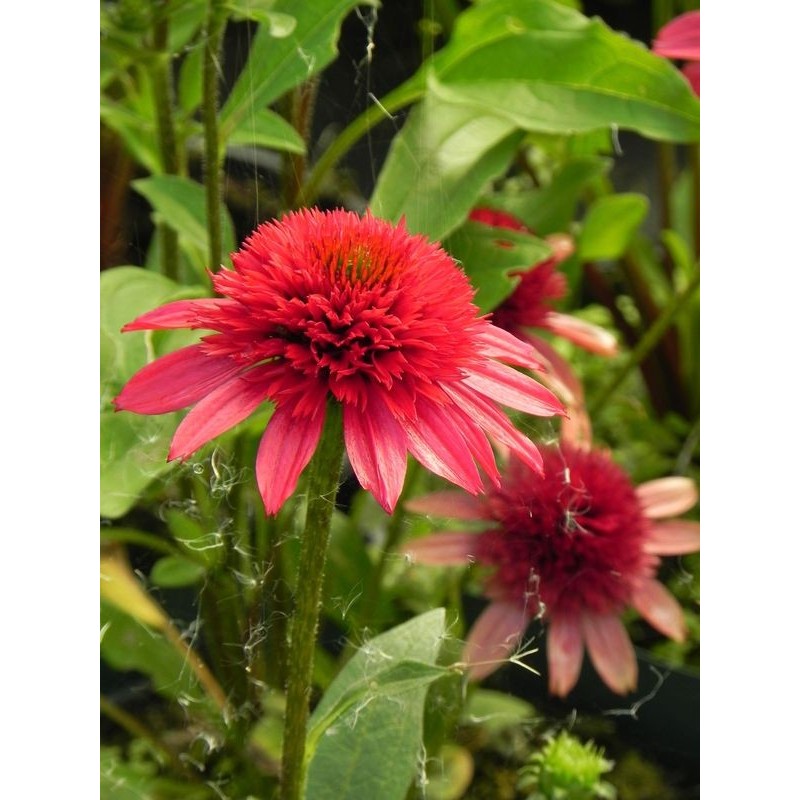 jeżówka (Echinacea x) Sunny Days™ Ruby- Świat bylin - sklep internetowy