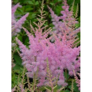 tawułka Arendsa (Astilbe x arendsii) Cattleya- Świat bylin - sklep internetowy