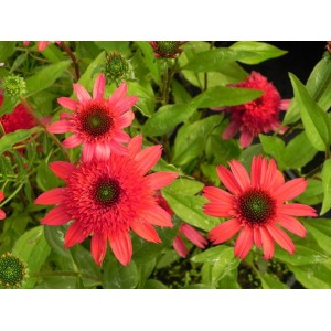 jeżówka (Echinacea x) Sunny Days™ Ruby- Świat bylin - sklep internetowy