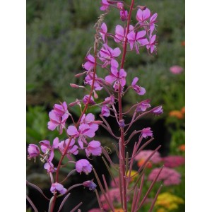 wierzbówka kiprzyca (Epilobium angustifolium) - Świat bylin - sklep internetowy