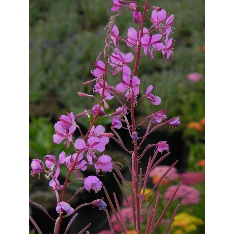 wierzbówka kiprzyca (Epilobium angustifolium) - Świat bylin - sklep internetowy