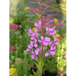 wierzbówka kiprzyca (Epilobium angustifolium) - Świat bylin - sklep internetowy