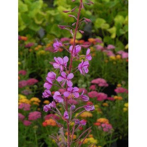 wierzbówka kiprzyca (Epilobium angustifolium) - Świat bylin - sklep internetowy