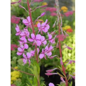 wierzbówka kiprzyca (Epilobium angustifolium) - Świat bylin - sklep internetowy