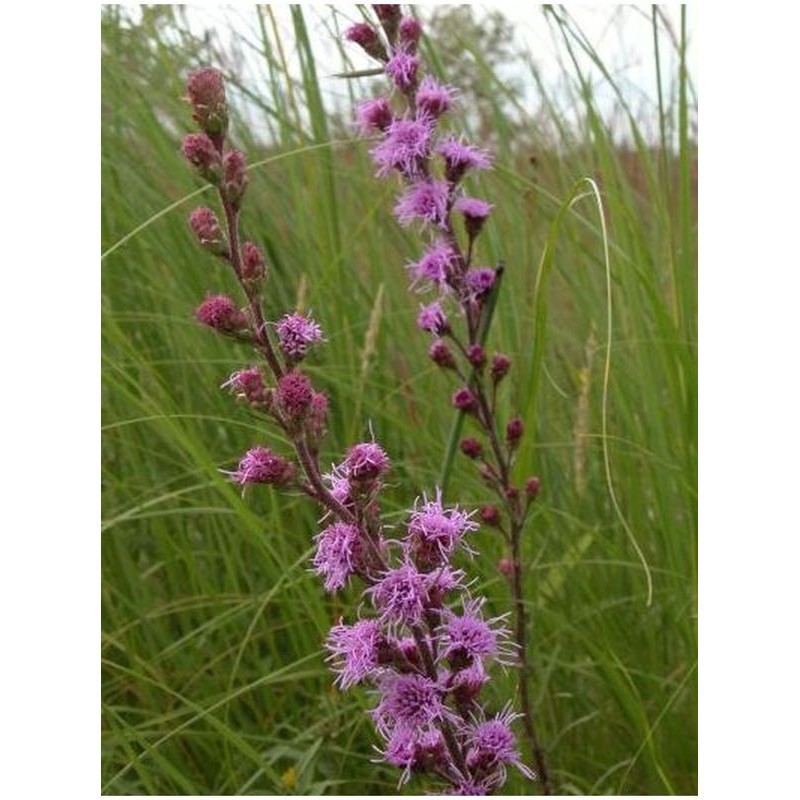 liatra surowa (Liatris aspera) - Świat bylin - sklep internetowy