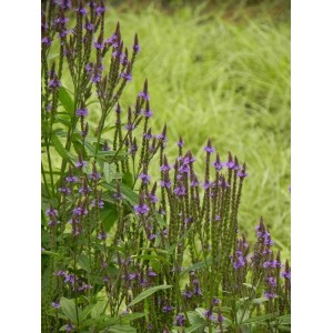 werbena krzaczasta (Verbena hastata) Blue Spires- Świat bylin - sklep internetowy