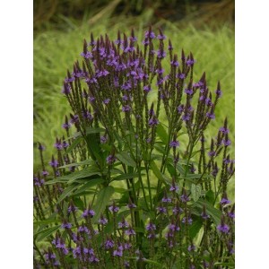 werbena krzaczasta (Verbena hastata) Blue Spires- Świat bylin - sklep internetowy