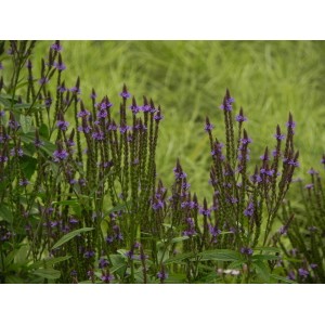 werbena krzaczasta (Verbena hastata) Blue Spires- Świat bylin - sklep internetowy