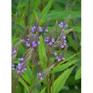 werbena krzaczasta (Verbena hastata) Blue Spires- Świat bylin - sklep internetowy