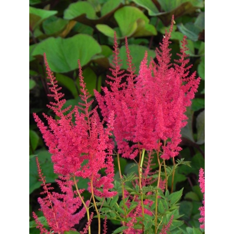 tawułka Arendsa (Astilbe x arendsii) Else Schluck- Świat bylin - sklep internetowy
