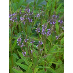werbena krzaczasta (Verbena hastata) Blue Spires- Świat bylin - sklep internetowy