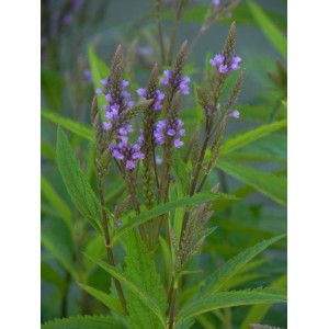werbena krzaczasta (Verbena hastata) Blue Spires- Świat bylin - sklep internetowy