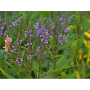 werbena krzaczasta (Verbena hastata) Blue Spires- Świat bylin - sklep internetowy