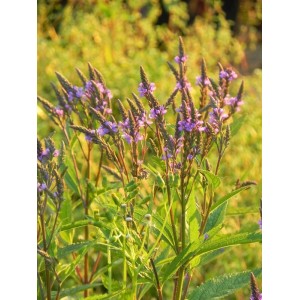 werbena krzaczasta (Verbena hastata) Blue Spires- Świat bylin - sklep internetowy