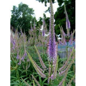 przetacznikowiec syberyjski (Veronicastrum sibiricum) - Świat bylin - sklep internetowy
