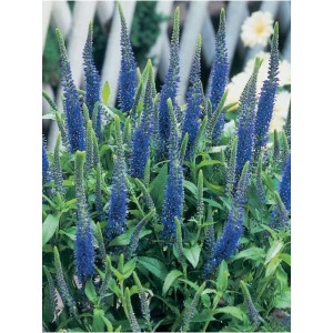 przetacznik kłosowy (Veronica spicata) Ulster Blue Dwarf- Świat bylin - sklep internetowy