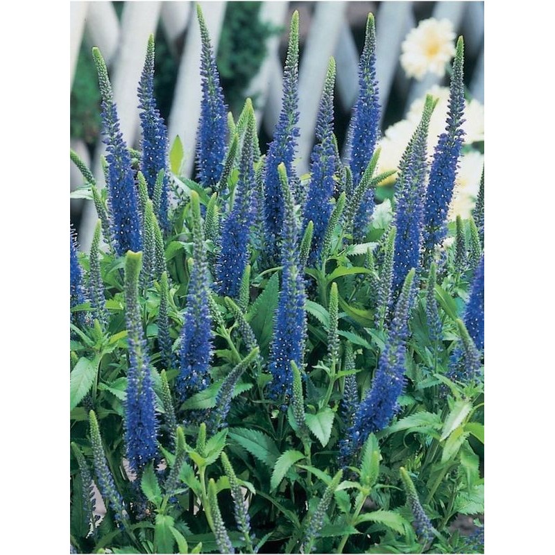 przetacznik kłosowy (Veronica spicata) Ulster Blue Dwarf- Świat bylin - sklep internetowy