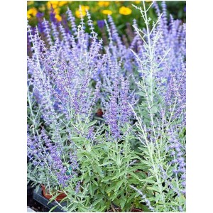 perowskia łobodolistna (Perovskia atriplicifolia) Zasha- Świat bylin - sklep internetowy