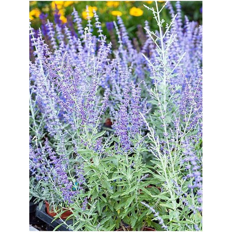 perowskia łobodolistna (Perovskia atriplicifolia) Zasha- Świat bylin - sklep internetowy