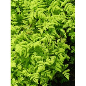 cienistka trójkątna (Gymnocarpium dryopteris) Plumosum- Świat bylin - sklep internetowy