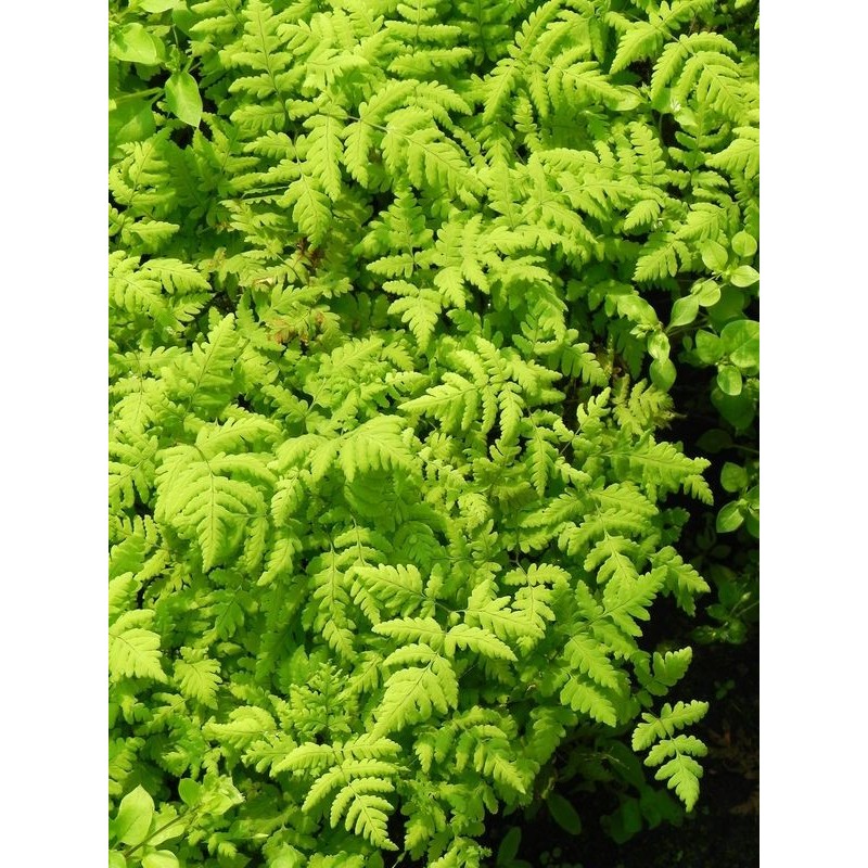 cienistka trójkątna (Gymnocarpium dryopteris) Plumosum- Świat bylin - sklep internetowy