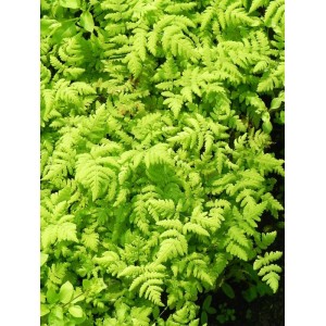 cienistka trójkątna (Gymnocarpium dryopteris) Plumosum- Świat bylin - sklep internetowy