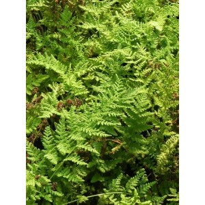 rozrzutka tępolistna (Woodsia obtusa) - Świat bylin - sklep internetowy