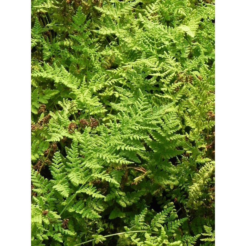 rozrzutka tępolistna (Woodsia obtusa) - Świat bylin - sklep internetowy