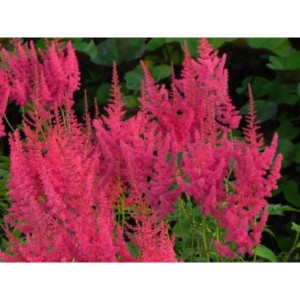 tawułka Arendsa (Astilbe x arendsii) Else Schluck- Świat bylin - sklep internetowy