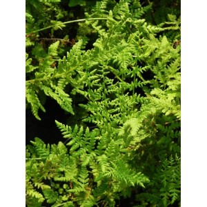 rozrzutka tępolistna (Woodsia obtusa) - Świat bylin - sklep internetowy