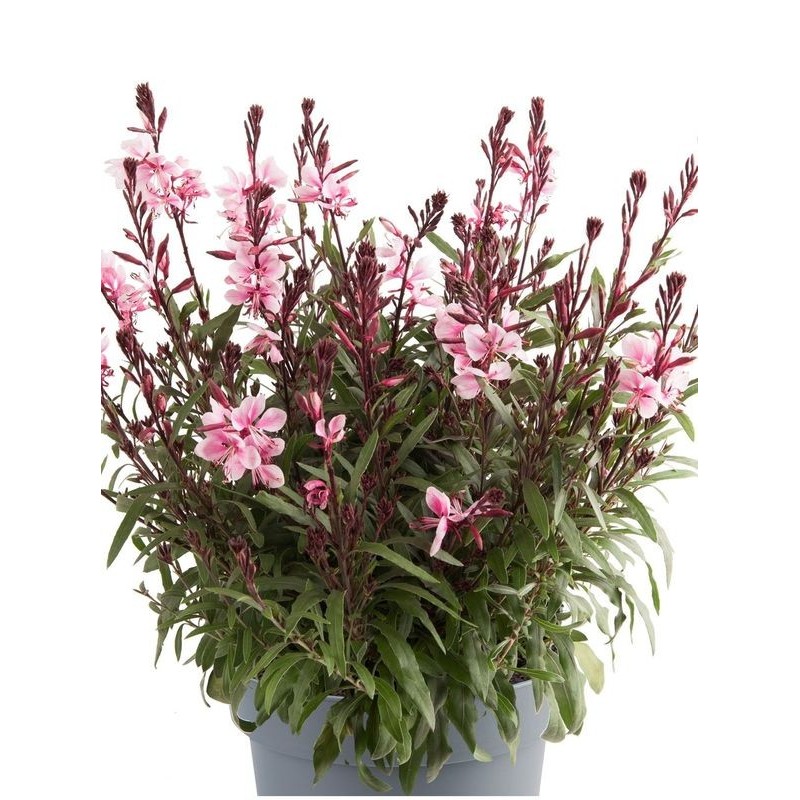 gaura Lindheimera (Gaura lindheimeri) Gaudi® Medium Pink Impr.- Świat bylin - sklep internetowy