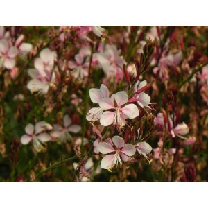 gaura Lindheimera (Gaura lindheimeri) Gaudi® Medium Pink Impr.- Świat bylin - sklep internetowy