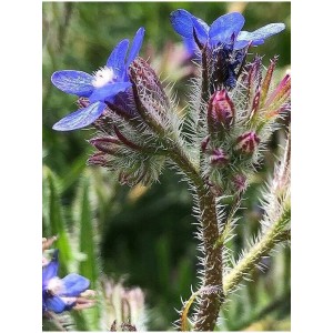 farbownik lazurowy (Anchusa azurea) - Świat bylin - sklep internetowy
