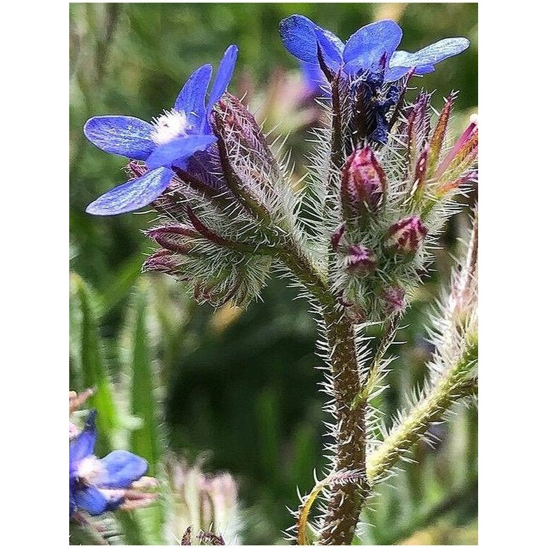 farbownik lazurowy (Anchusa azurea) - Świat bylin - sklep internetowy