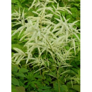 parzydło leśne (Aruncus dioicus) - Świat bylin - sklep internetowy