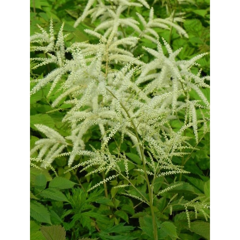 parzydło leśne (Aruncus dioicus) - Świat bylin - sklep internetowy