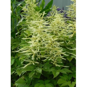 parzydło leśne (Aruncus dioicus) - Świat bylin - sklep internetowy