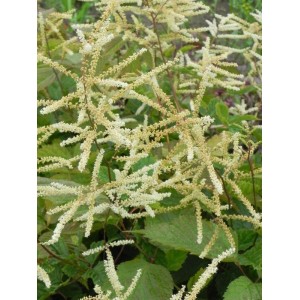 parzydło leśne (Aruncus dioicus) - Świat bylin - sklep internetowy
