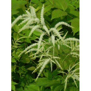 parzydło leśne (Aruncus dioicus) - Świat bylin - sklep internetowy