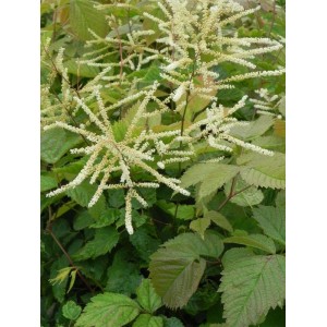 parzydło leśne (Aruncus dioicus) - Świat bylin - sklep internetowy