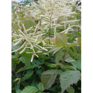 parzydło leśne (Aruncus dioicus) - Świat bylin - sklep internetowy