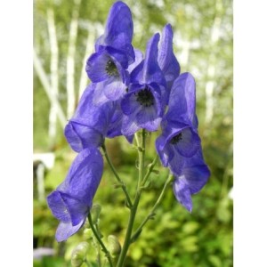 tojad Fischera (Aconitum fischeri) - Świat bylin - sklep internetowy