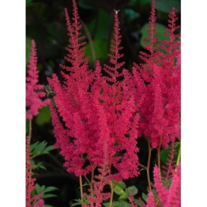 tawułka Arendsa (Astilbe x arendsii) Else Schluck- Świat bylin - sklep internetowy