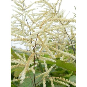 parzydło leśne (Aruncus dioicus) - Świat bylin - sklep internetowy