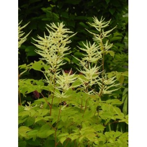 parzydło leśne (Aruncus dioicus) - Świat bylin - sklep internetowy