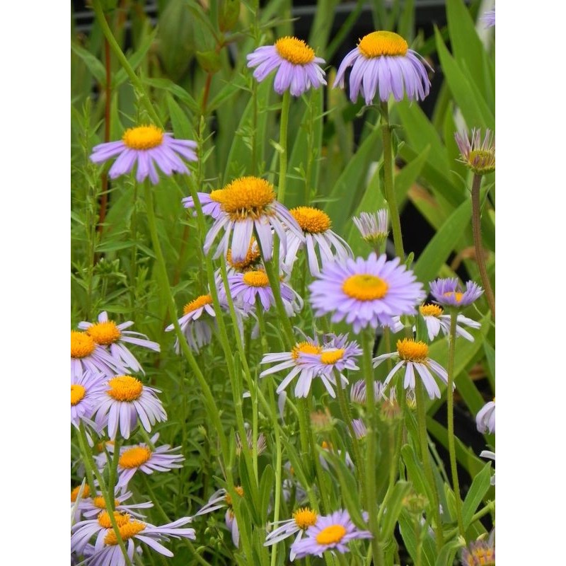 aster tongolski (Aster tongolensis) Wartburg Star- Świat bylin - sklep internetowy