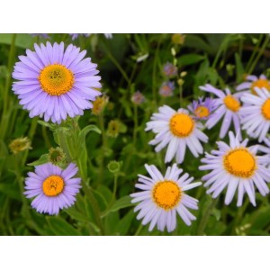 aster tongolski (Aster tongolensis) Wartburg Star- Świat bylin - sklep internetowy