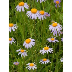 aster tongolski (Aster tongolensis) Wartburg Star- Świat bylin - sklep internetowy